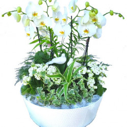 PHALMAR/S2G Metal croco blanc 15P (2)