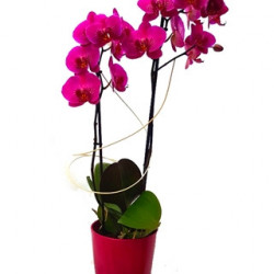 PHAL/Cpot color (1)