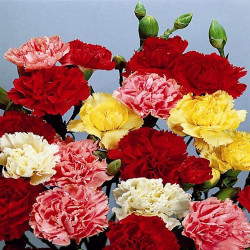 Oeillet des Fleuristes