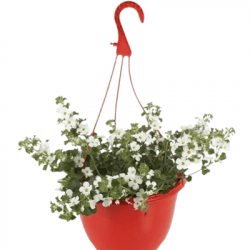 Suspension Bacopa