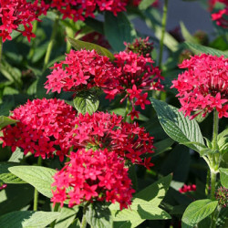 Pentas