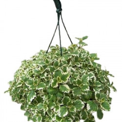Suspension Plectranthus