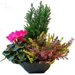 D20 - Coupe couleur 3 plantes