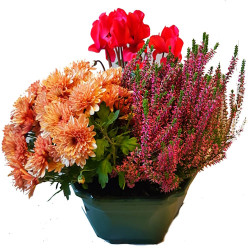 C333T - D27 Cpe couleur 3 plantes fleuries