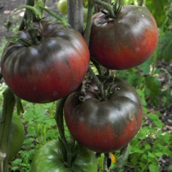 Tomate Noir de Crimée