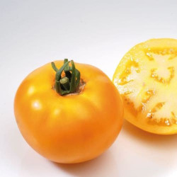 Tomate Lemon Boy