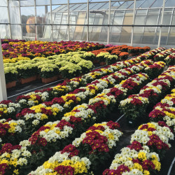 Multifleurs 20x25