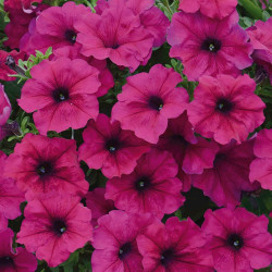 Pétunia Parade pourpre