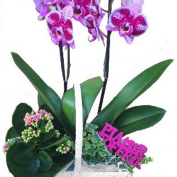 PHAL/Panier tresse B-G 3P (2)