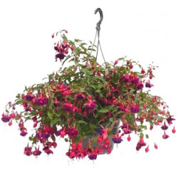 Suspension Fuchsia
