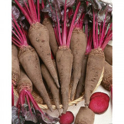 Betterave Rouge Crapaudine   ZP