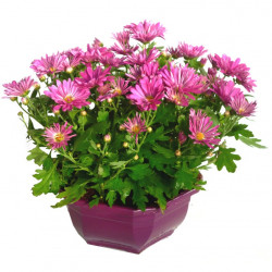 MULTI/Cpe chrysanthèmes D23 (1)