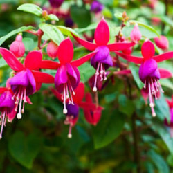 Fuchsia varié