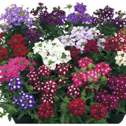 Verveine Cascade Variés