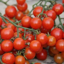 Tomate Cerise Tomito Mini