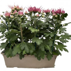 Jardinière Spider Multicolore 7/8T