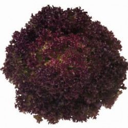 Laitue Lollo Rossa Bacchus