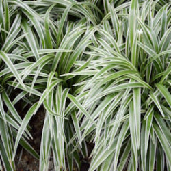 Chlorophytum