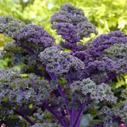 Choux Frisé Red Bord