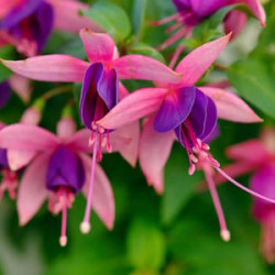 Fuchsia Pendula