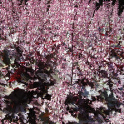 Heuchère Palace Purple