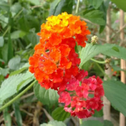 Lantana Ville de Biarritz Orange