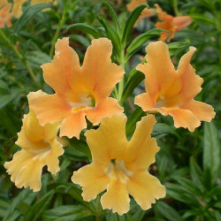 Mimulus Auriantiacus Orange