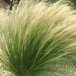 Stipa Pony Tails