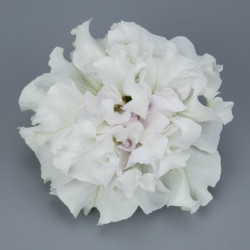 Pétunia Ret. Surfinia Double White