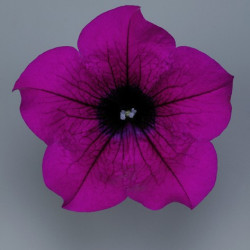 Pétunia Ret. Surfinia Purple