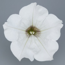 Pétunia Ret. Surfinia White