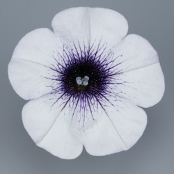 Pétunia Ret. Surfinia Blue Vein