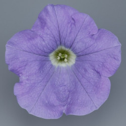 Pétunia Ret. Surfinia Sky Blue