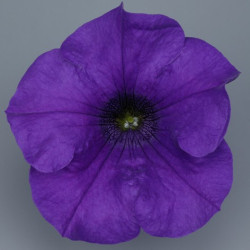 Pétunia Ret. Surfinia Giant Blue