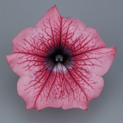 Pétunia Ret. Surfinia Hot Red