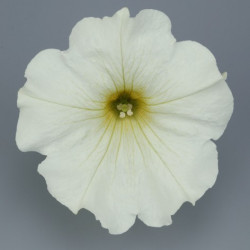 Pétunia Ret. Surfinia Lemon
