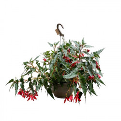 Suspension Bégonia Pendula