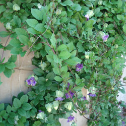 Cobée Scadens Grimpant violet