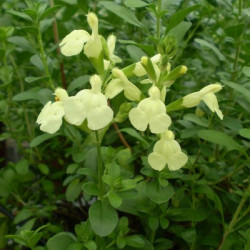 Sauge Greggi Jaune