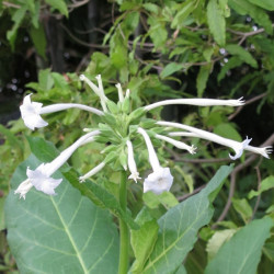Tabac Sylvestris Blanc