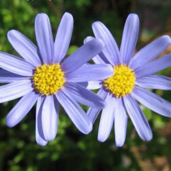 Agathéa Classique Bleu
