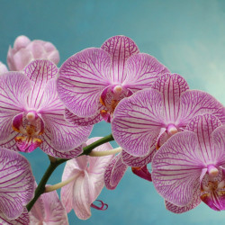 PHAL/ PROMO 2 branches  (1)