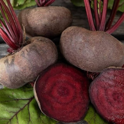 Betterave Rouge Noir d'Egypte ZP