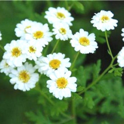 Camomille