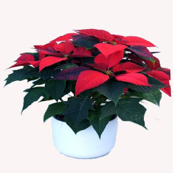 Poinsettia 5/7 Bractées Pot Céramique