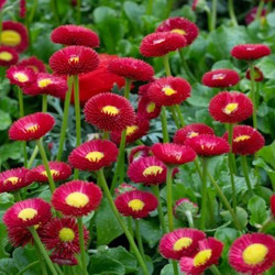 Pâquerette Rouge