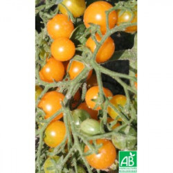 Tomate Cocktail Clémentine