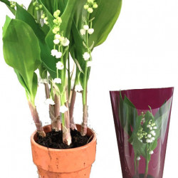 Muguet 4/5 brins Géant EXTRA