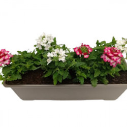 Jardinière Verveine cascade