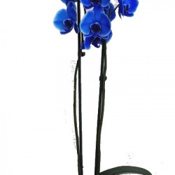 PHAL Bleu  2 br + cache pot (1) 2 branches